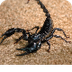 House  Scorpion