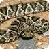 Western Diamondback Rattlesnak