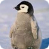 Live Penguin Camera - penguin 
