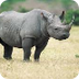 Rhino Webcam