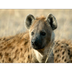 Spotted Hyenas, Spotted Hyena 