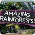 Explore the Rainforest! 