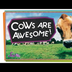 4 Reasons Cows are Awesome! |