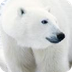 Polar Bears Are Threatened