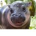 Pygmy Hippopotamus | San Diego