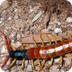 Centipede Facts for Kids | Sci