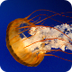 jellyfish - Bing