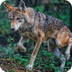 Red Wolf - National Wildlife F