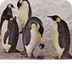 Penguins-Encyclopedia