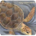 Sea Turtle Traits (Explain Eve