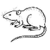 BBC Nature - Brown rat videos,