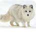 Arctic Fox 5