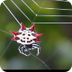Spider Web Video 2