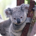 Koala Cam