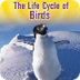 MyOn - Life Cycle of Birds