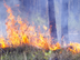 How Fire Can Restore a Forest 