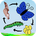 A Life Cycle App on the App St