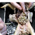 Fetal Pig Anatomy - YouTube