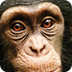 Chimpanzees | the Jane Goodall