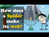 How does a Spider make its web