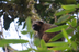 Golden Bamboo Lemur (Hapalemur