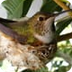 Live Hummingbird Cam