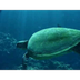 Sea Turtle Video