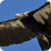 Condor Webcam