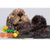 SEA OTTERS: Animals for childr