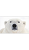 Polar Bear Cam1