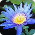 Shop online blue lotus attar