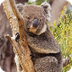 Australian Mammals A-Z List