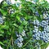 bilberry herb