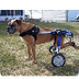 Your Dog And The Wheelchair