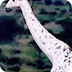 White Giraffes