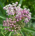 A few native milkweeds