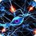 Structure of Neurons