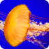 Jellyfish with Music