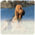 Bloodhound