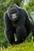 Mountain Gorilla | Endangered 