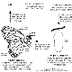 Butterfly Life Cycle Printout