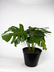 Monstera deliciosa