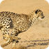 Cheetahs: A Race to Survive