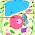 Plant Cell Anatomy 