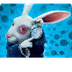 Conejo Blanco