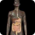 Anatomía Humana - YouTube