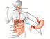 Digestive System Diagrams
