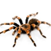 Spider Facts - Tarantula