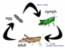 Life Cycle of A Grasshopper/Cr