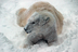 Polar Bear Cam